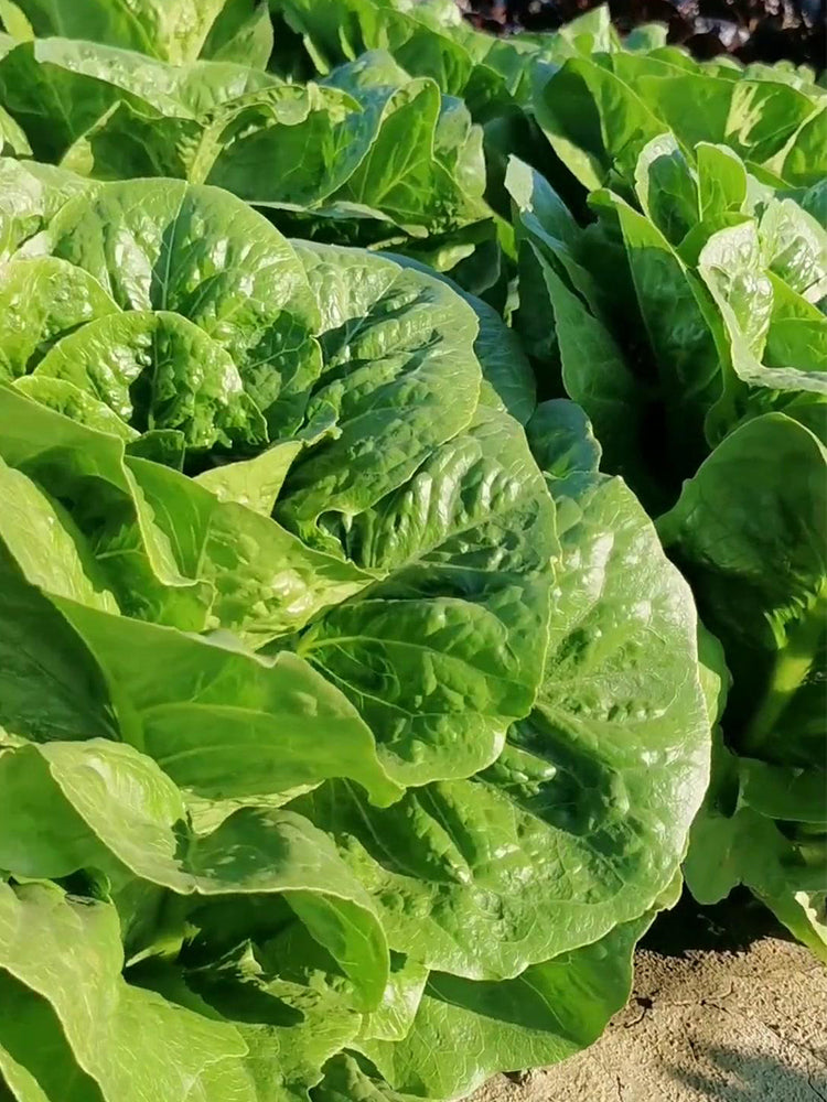 Romaine Lettuce