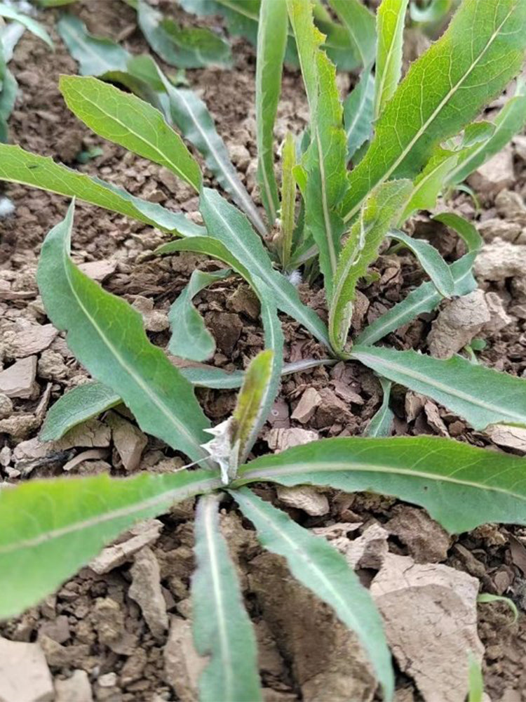 Jiliqingfeng Wild Qumai Chicory