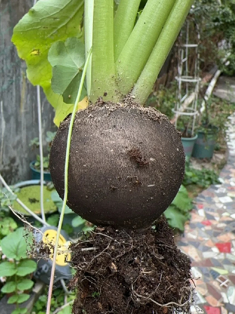 Black Skin Cherry Radish