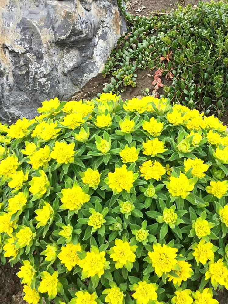 Cushion Spurge