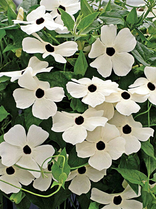 White Sunrise Black Eyed Susan Vine