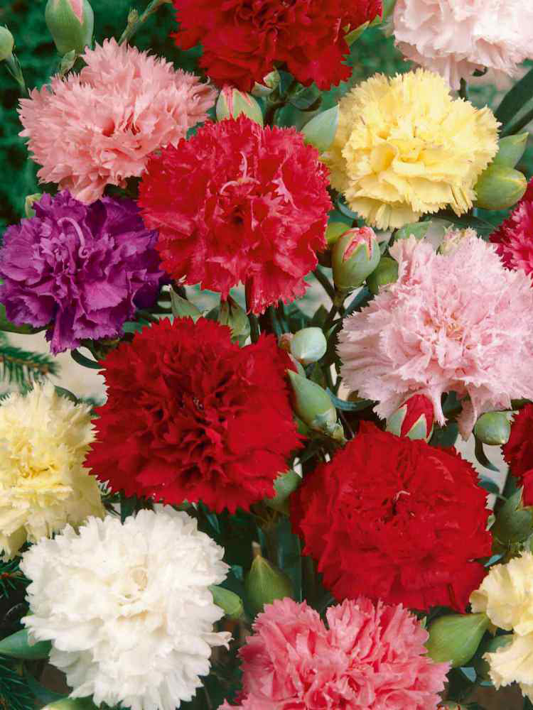 Chabaud Mixed Color Carnation