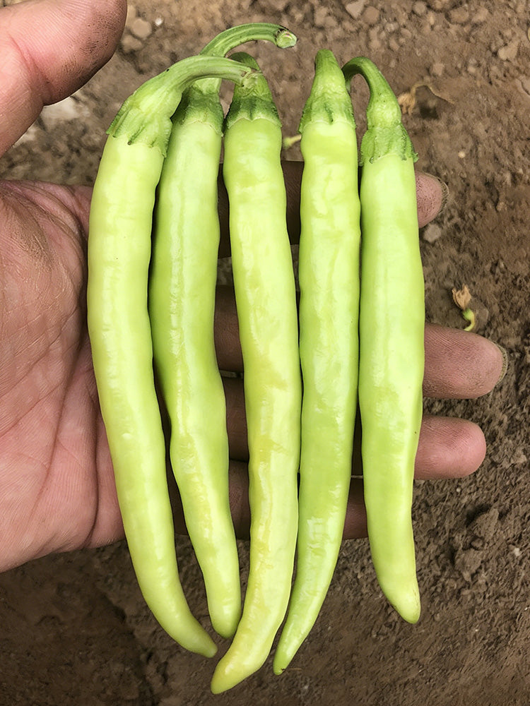 Yellow Beauty Pepper