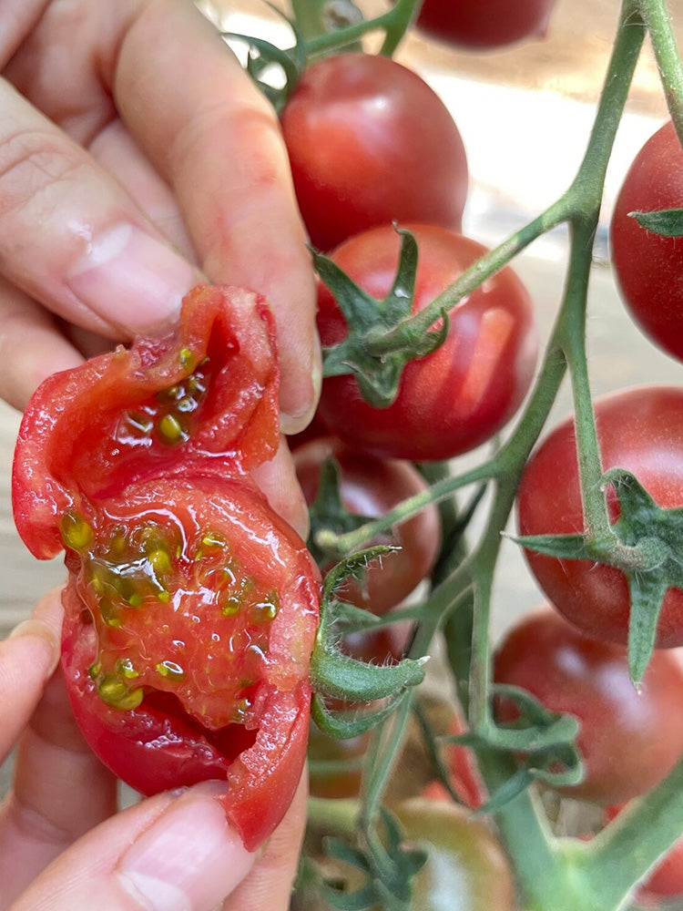 Dream Purple Cherry Tomato