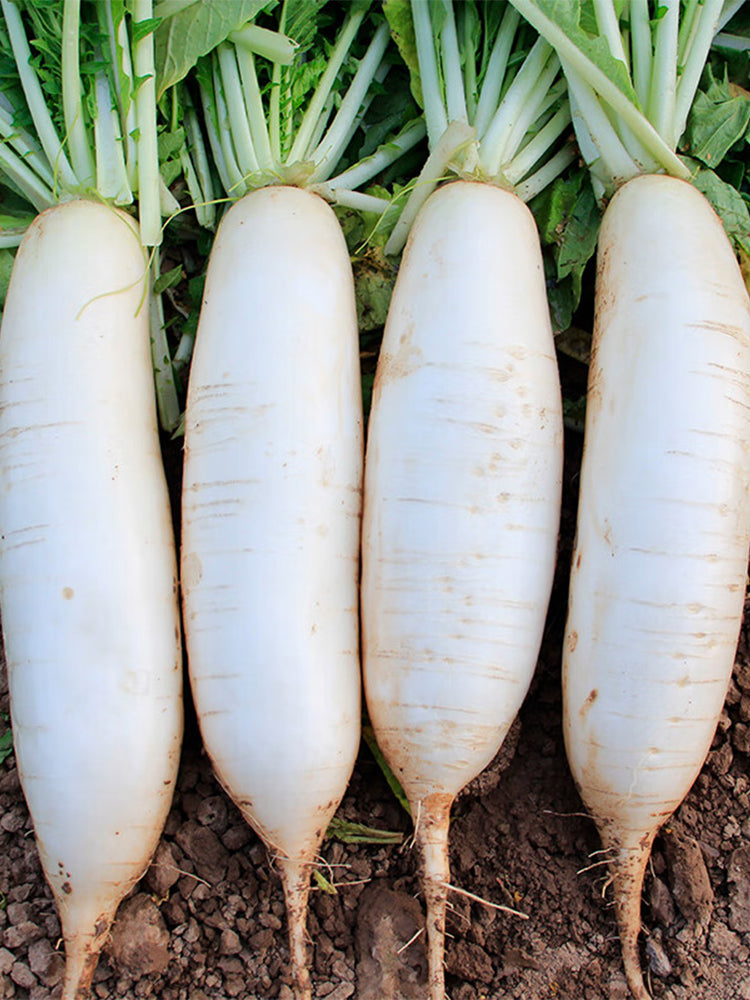 'Nanpanzhou' Radish