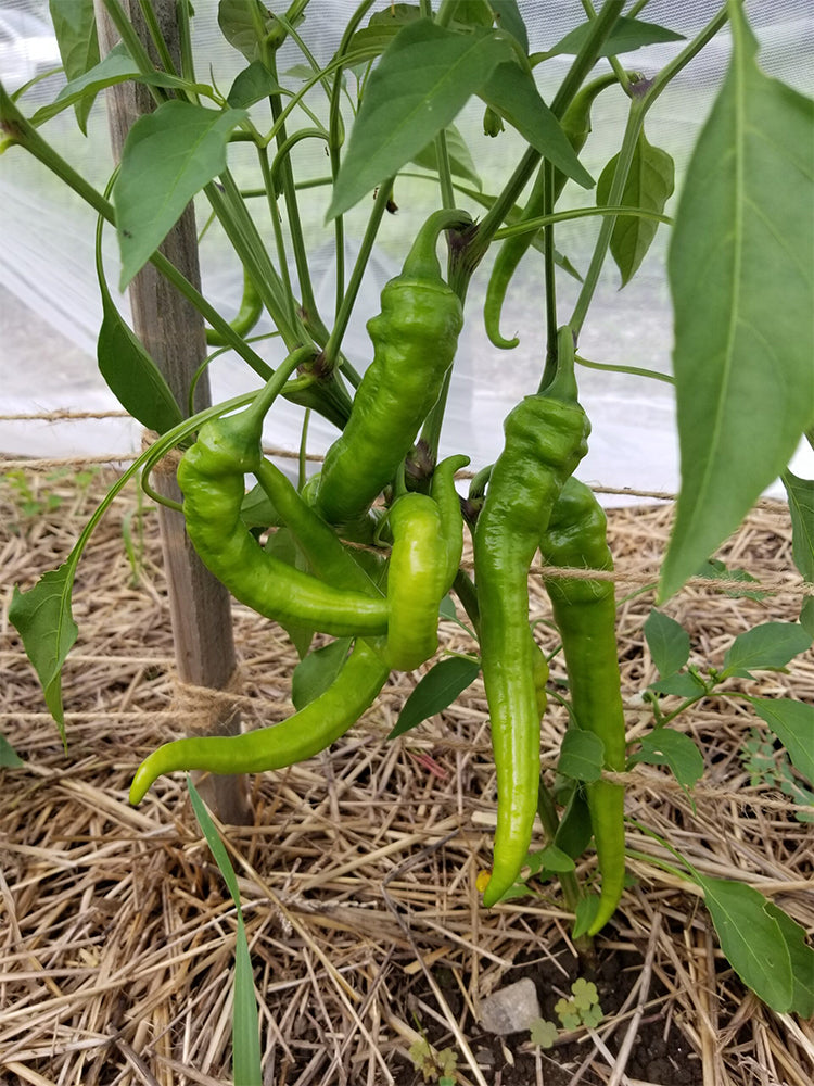 Jimmy Nardello Pepper