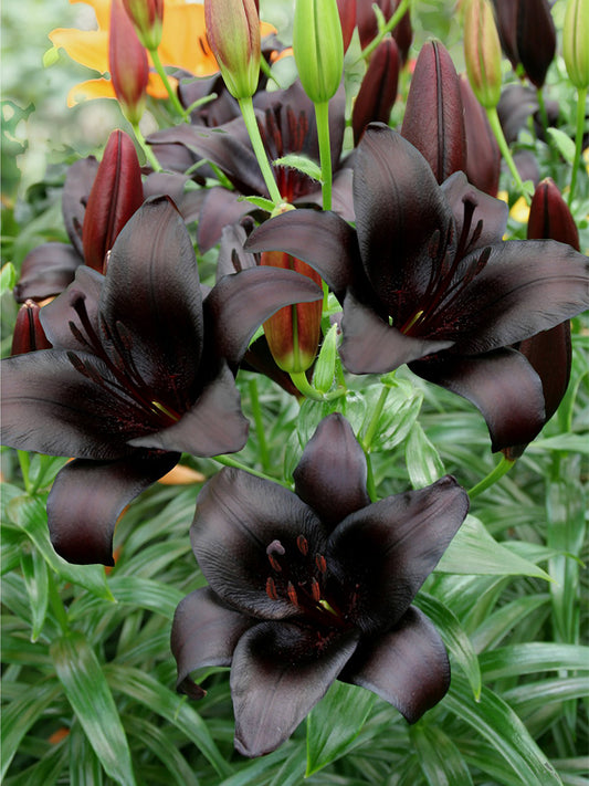 Lilium 'Black Knight'