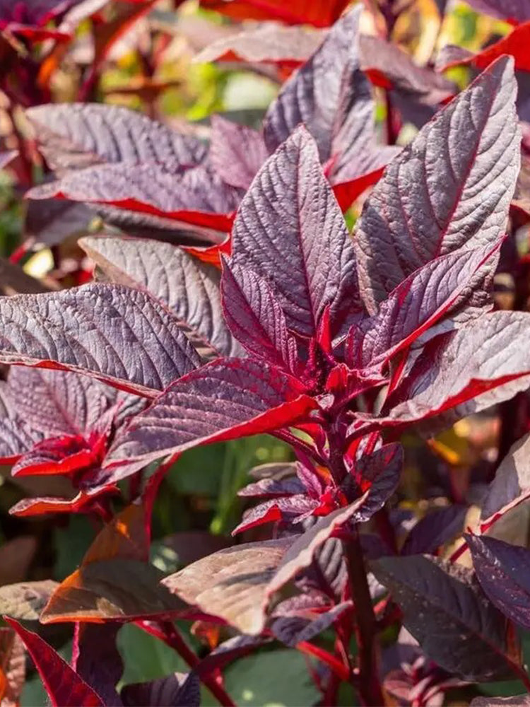 Red Amaranth