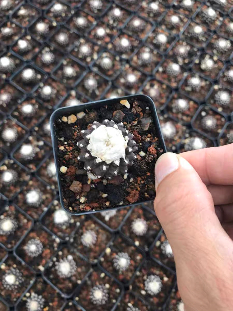 Copiapoa tenuissima f. monstruosa