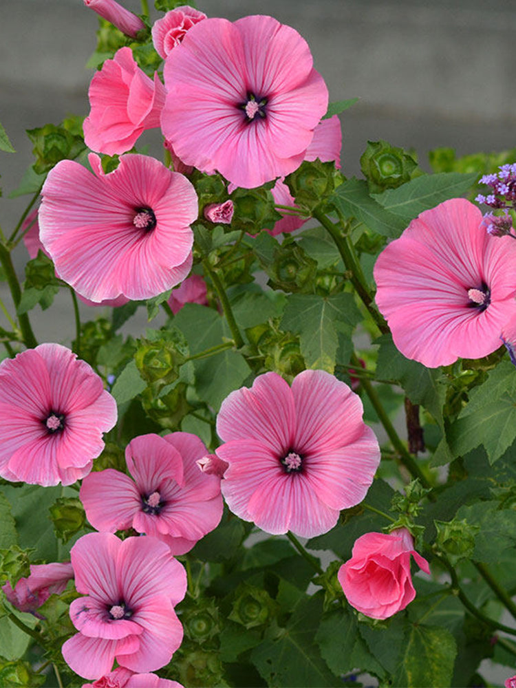Hezhichun Rose Mallow