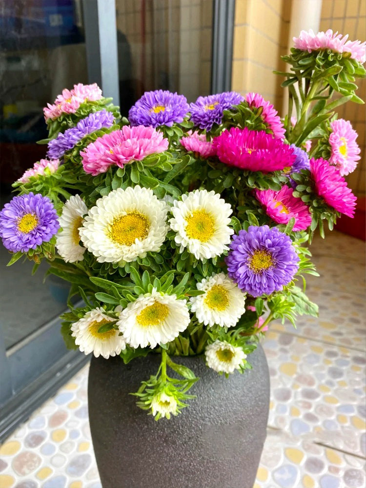 Hezhichun Mixed Color China Aster
