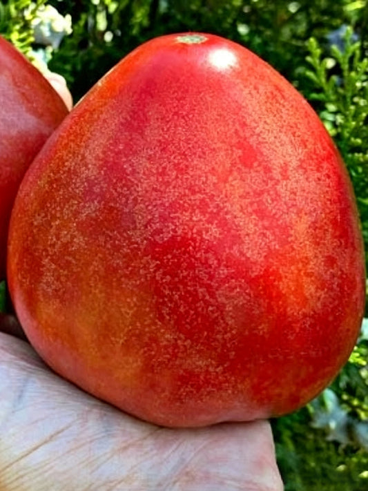 1061 Butter Oxheart Tomato