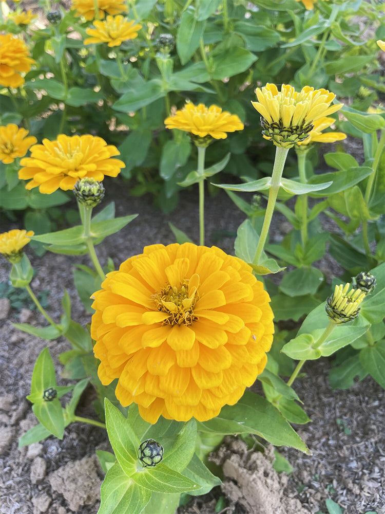He Zhi Chun Zinnia elegans