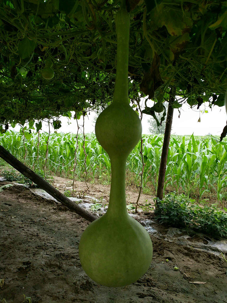 Da San Ting Gourd