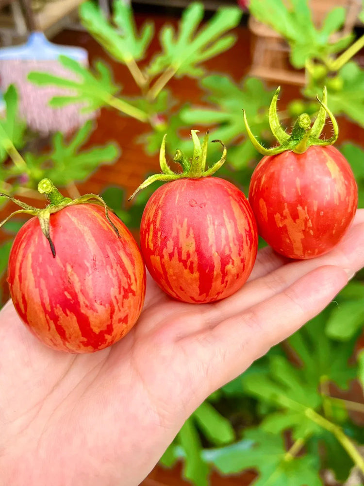 Colorful Roman Fruit Tomato