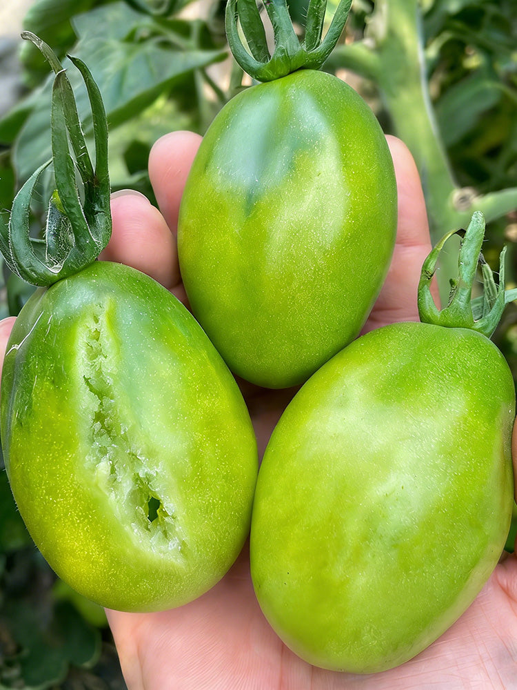 Kiwi Tomato
