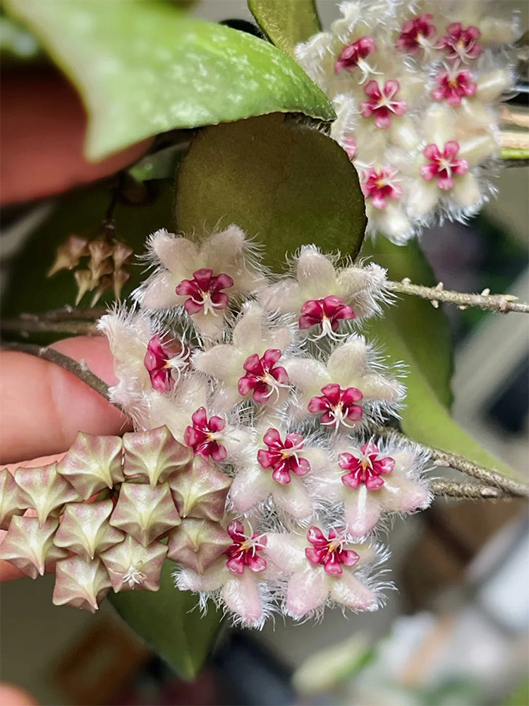Hoya caudata Unrooted Stem Cuttings