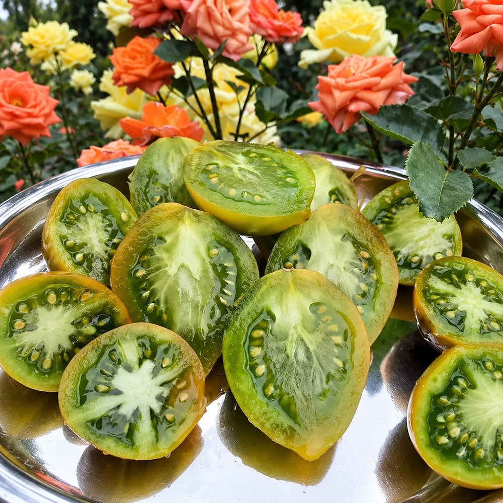 216 Smolka Beauty Multiflora Tomato