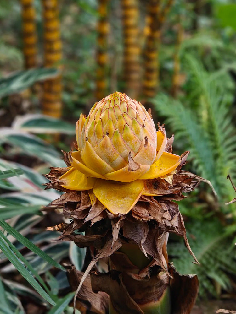 Ground Burst Golden Lotus