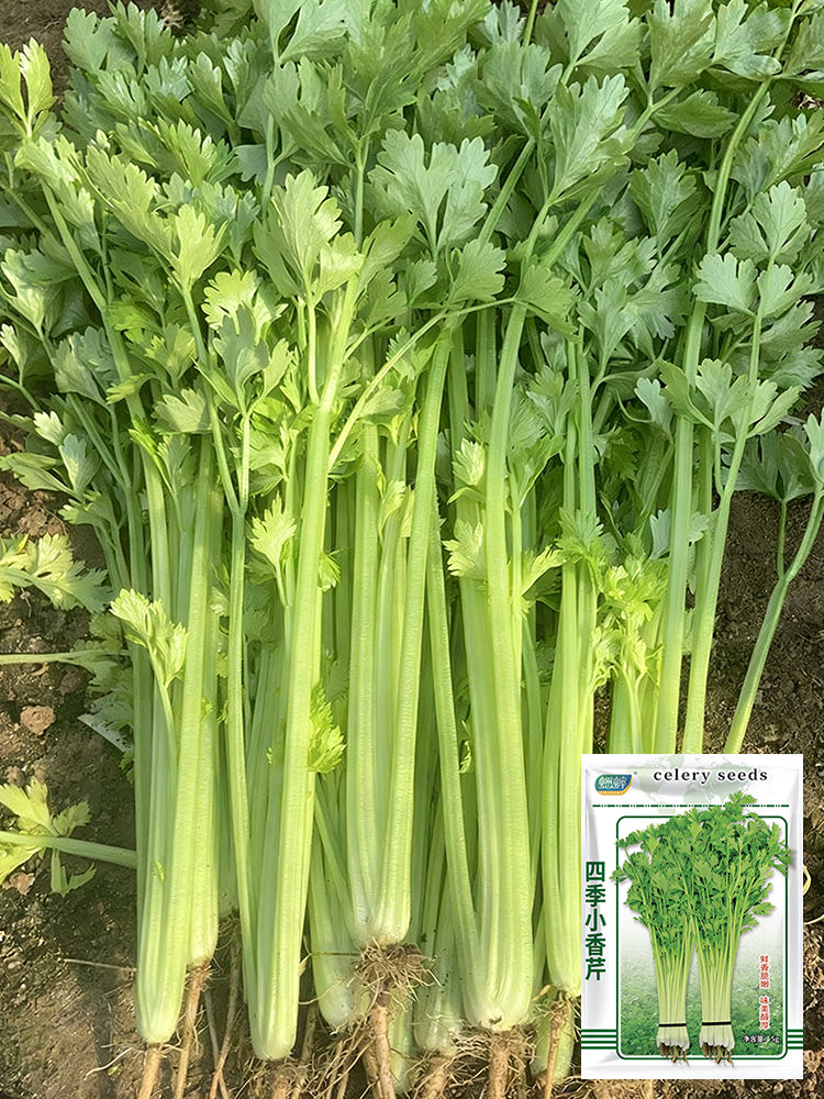 Four Seasons Fragrant Celery