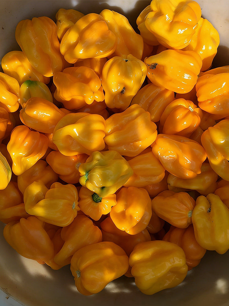 Hainan Yellow Lantern Pepper