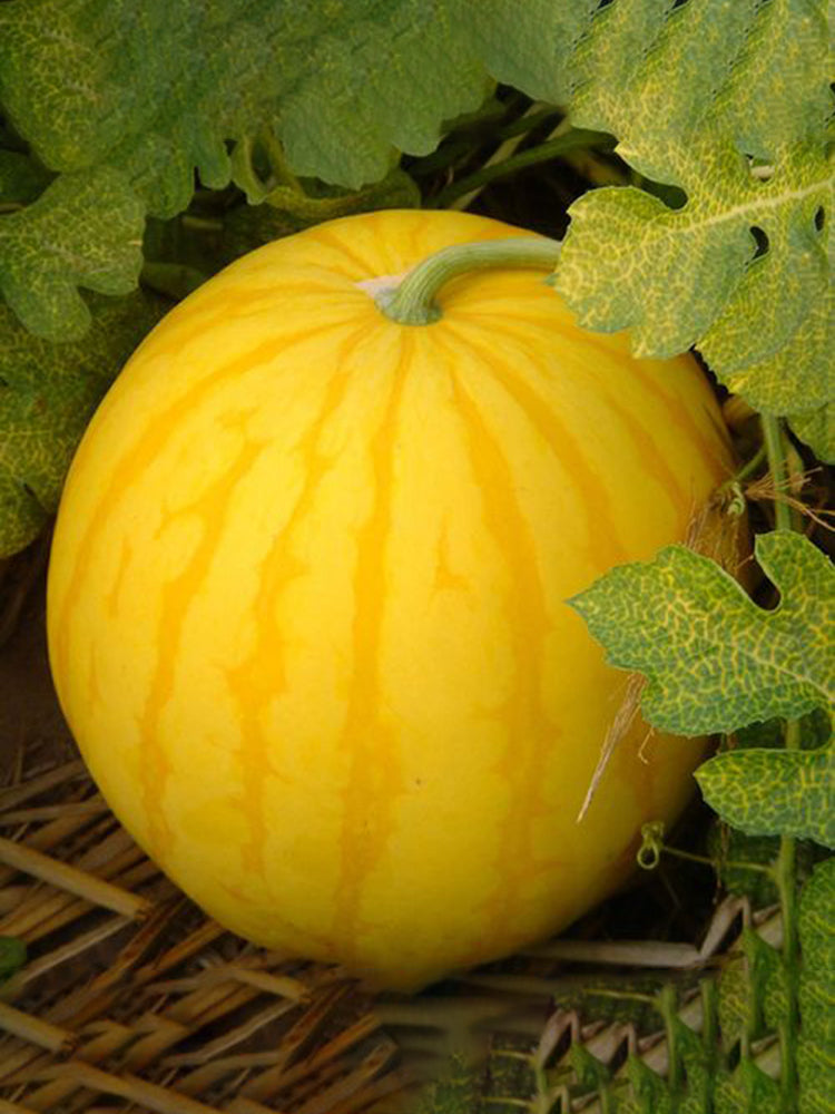 'Jinling 03 Golden' Round Watermelon