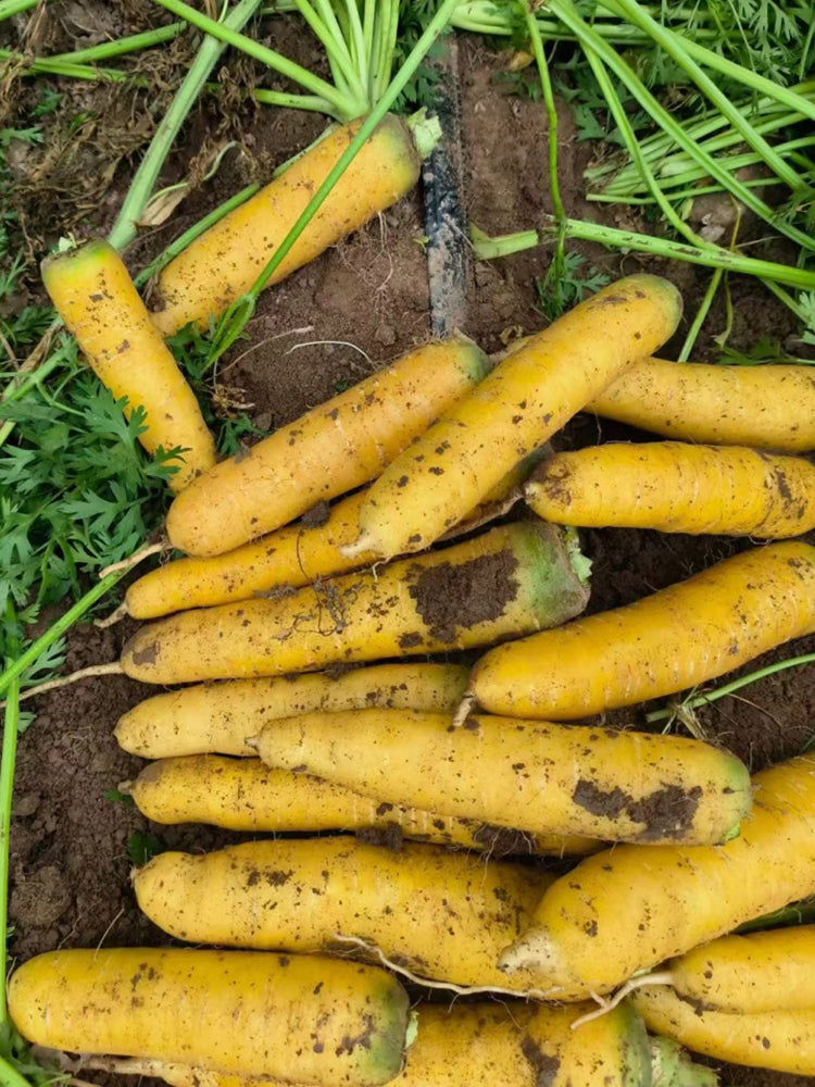 Qitou Yellow Carrot