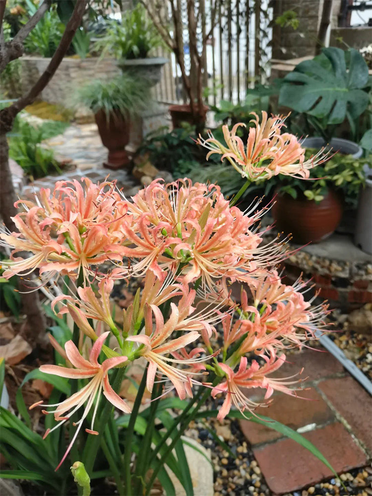Lycoris 'Champagne'