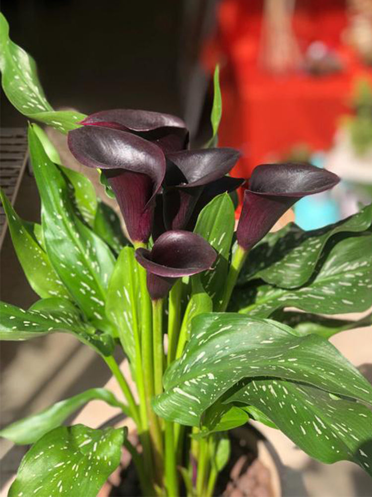 'Black Hero' Calla Lily