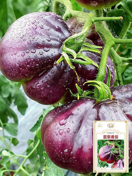 Blue Pear Tomato
