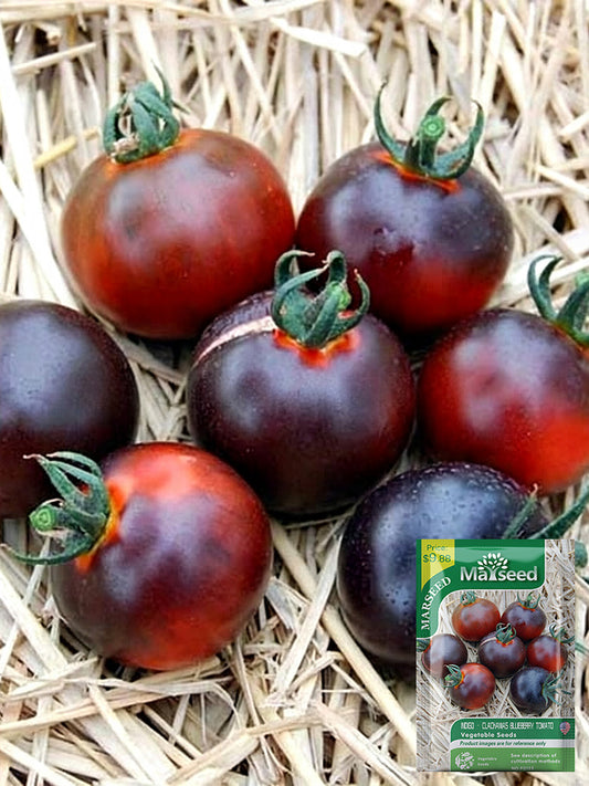 Clackamas Blueberry Indigo Tomato