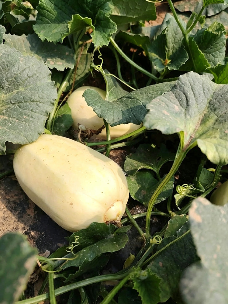 Fire Phoenix F1 Silver Melon