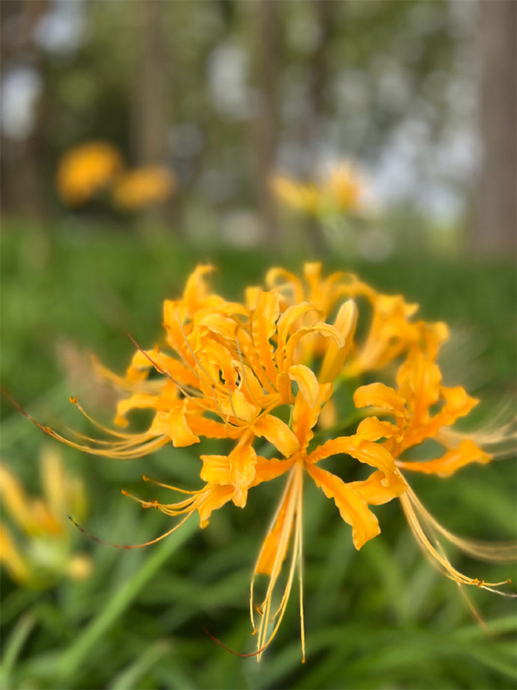 Golden Spider Lily