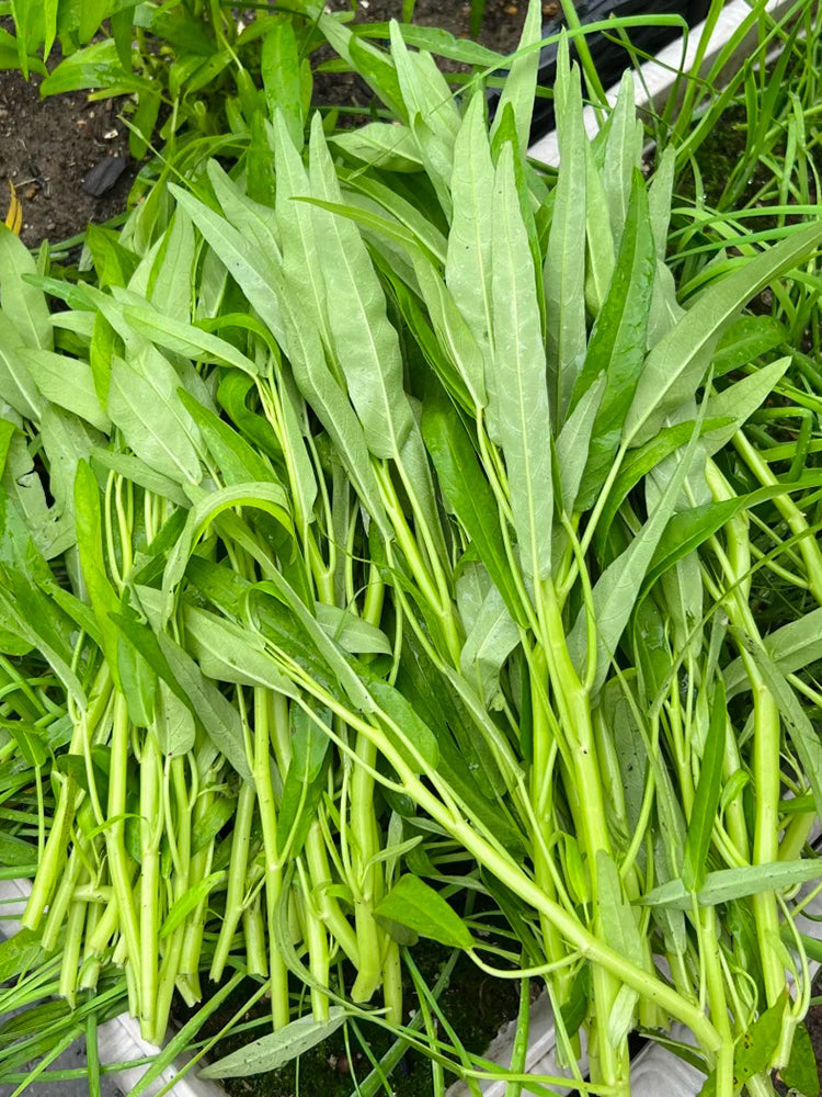 Meifeng No.1 Water Spinach