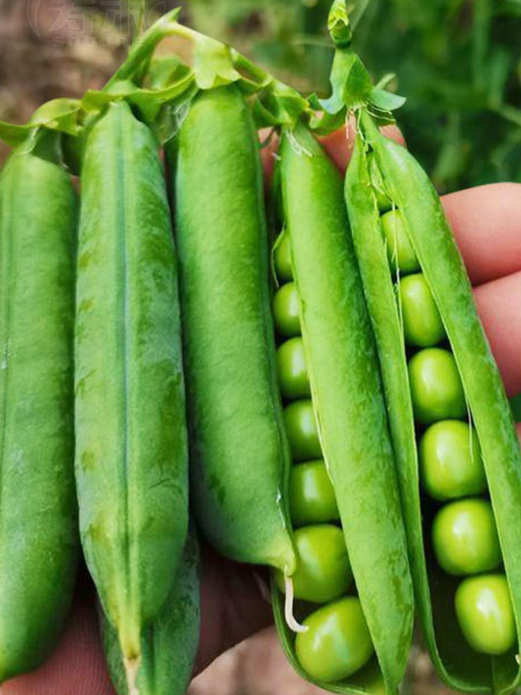 Edible Green Pea