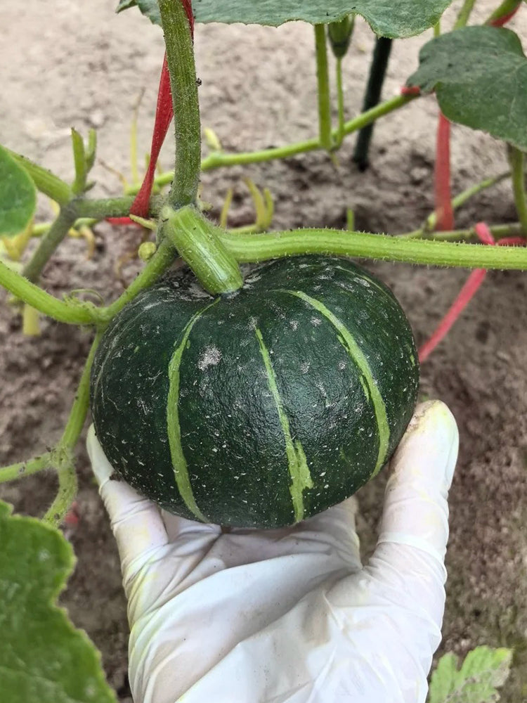 'Mo Yu Bei Bei' F1 Pumpkin