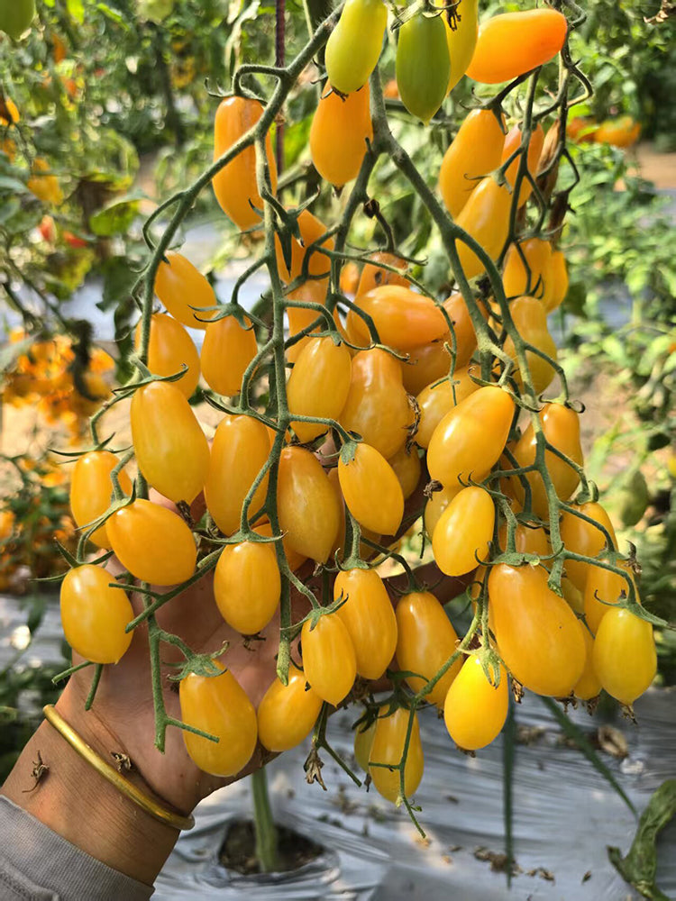 1088 Capybara F4 Pear Cherry Tomato