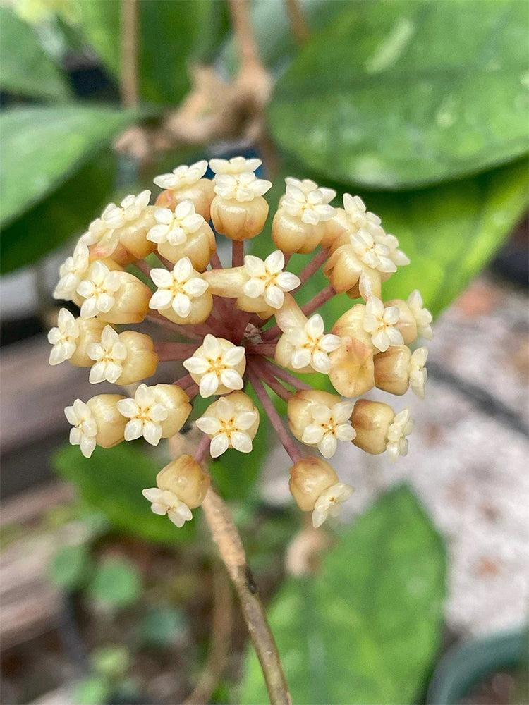 Hoya finlaysonii 'Narrow Leaf'