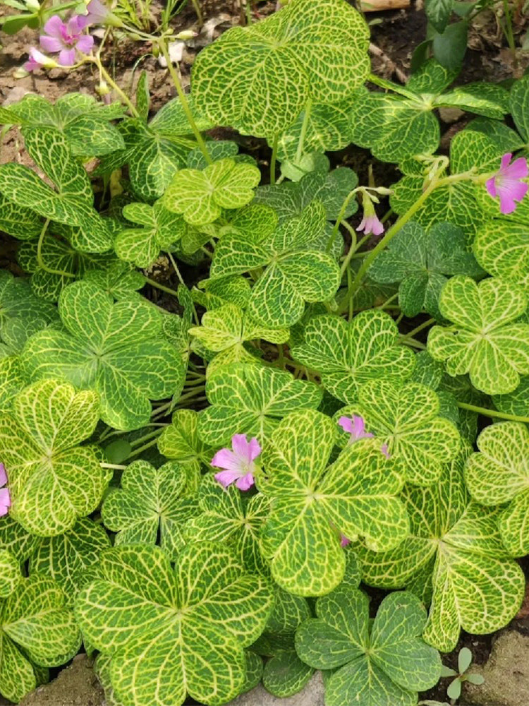Oxalis corymbosa 'Aureo-reticulata'