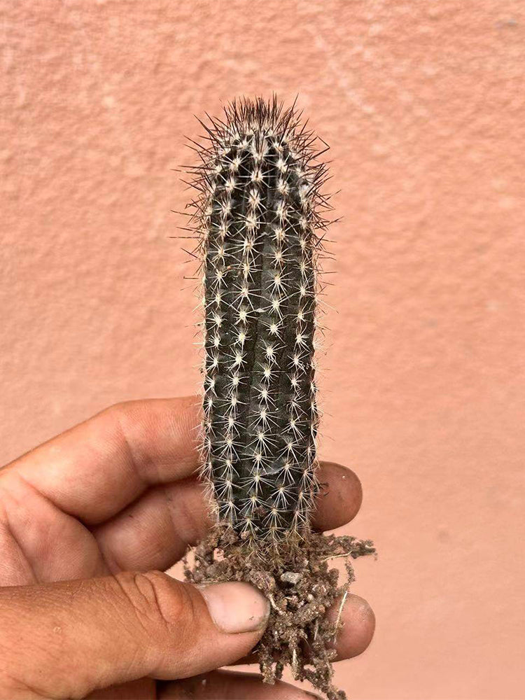 Setiechinopsis mirabilis