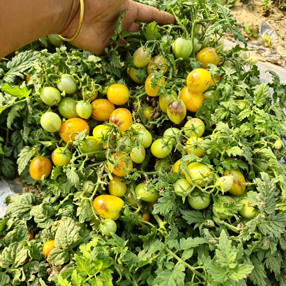 42 Golden Hour Tomato