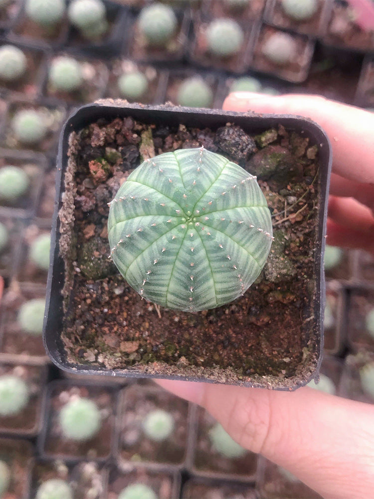 Euphorbia obesa 'Baseball' Live Succulent