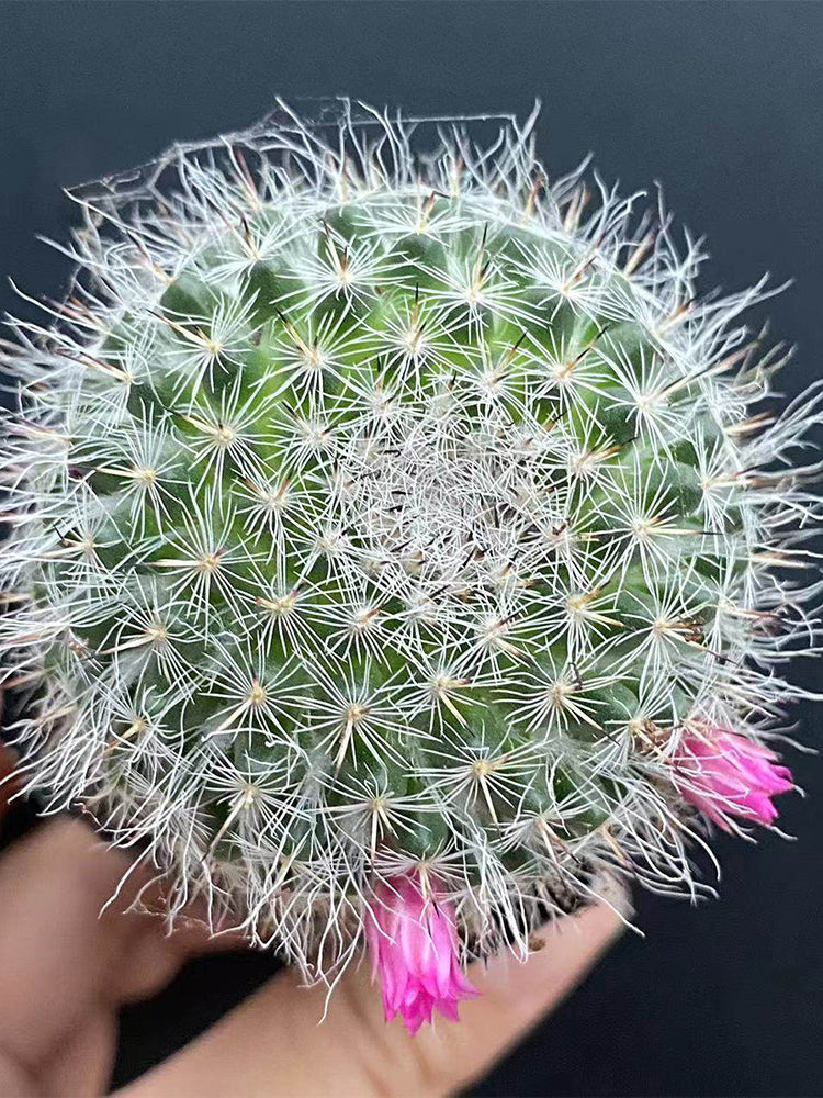 Mammillaria hahniana