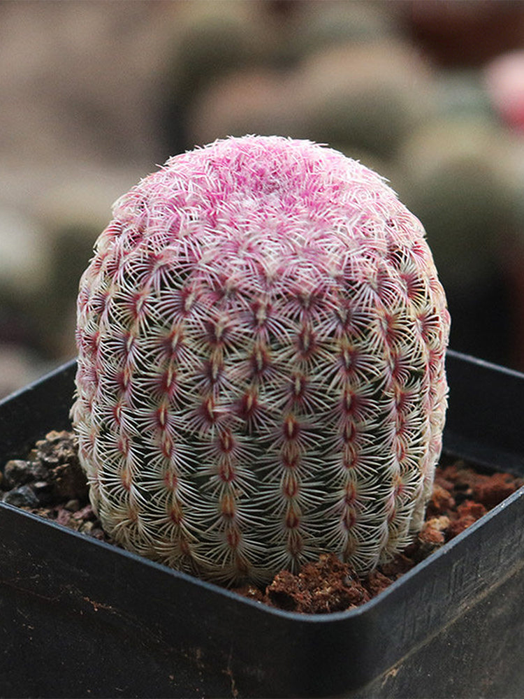 Echinocereus rigidissimus subsp. rubispinus