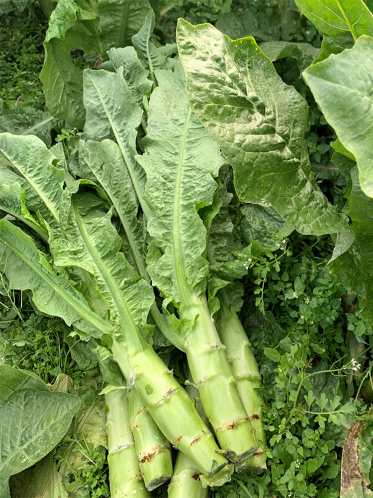 'Bimei' Stem Lettuce