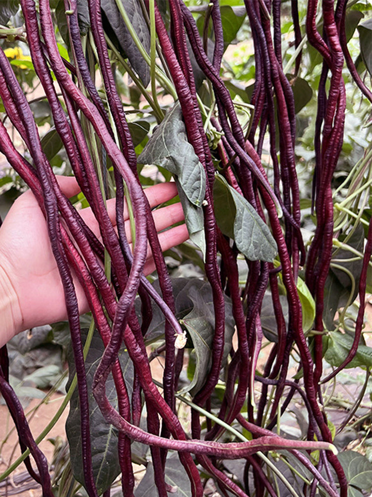 Mandihong Purple Yardlong Beans (No Trellis Required)