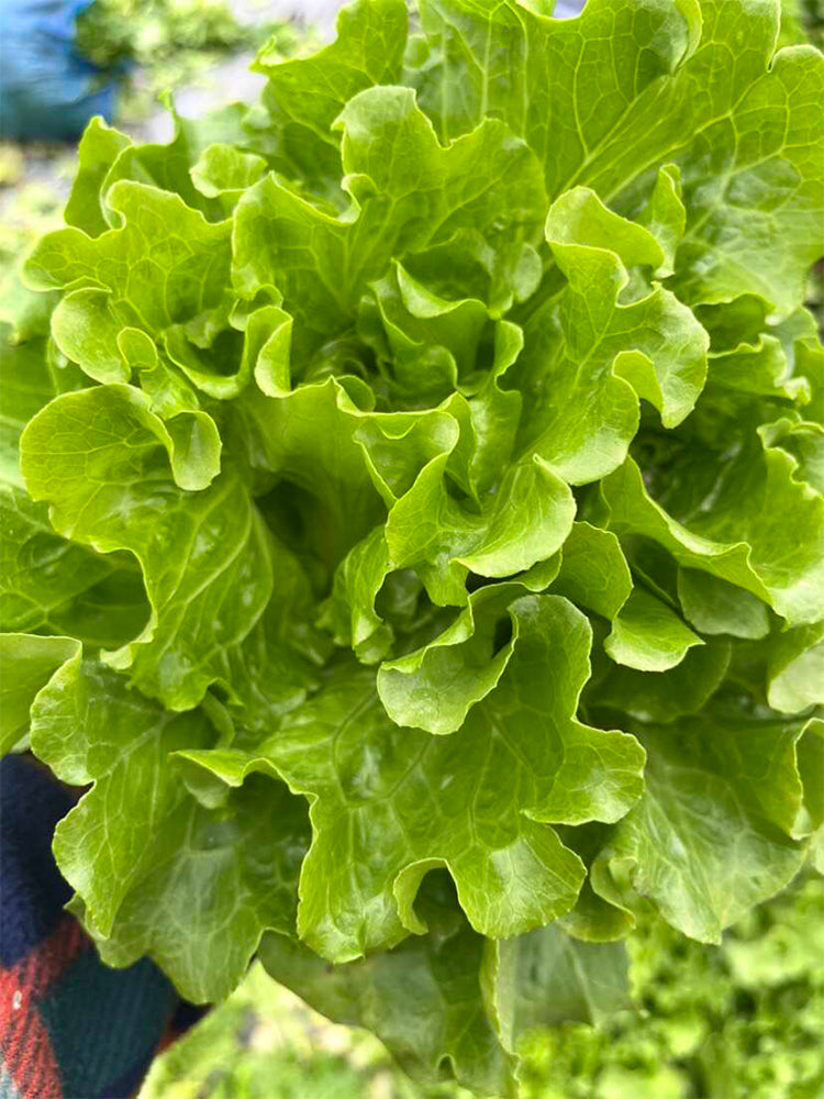 'Jiemei' Late Bolt Italian Lettuce