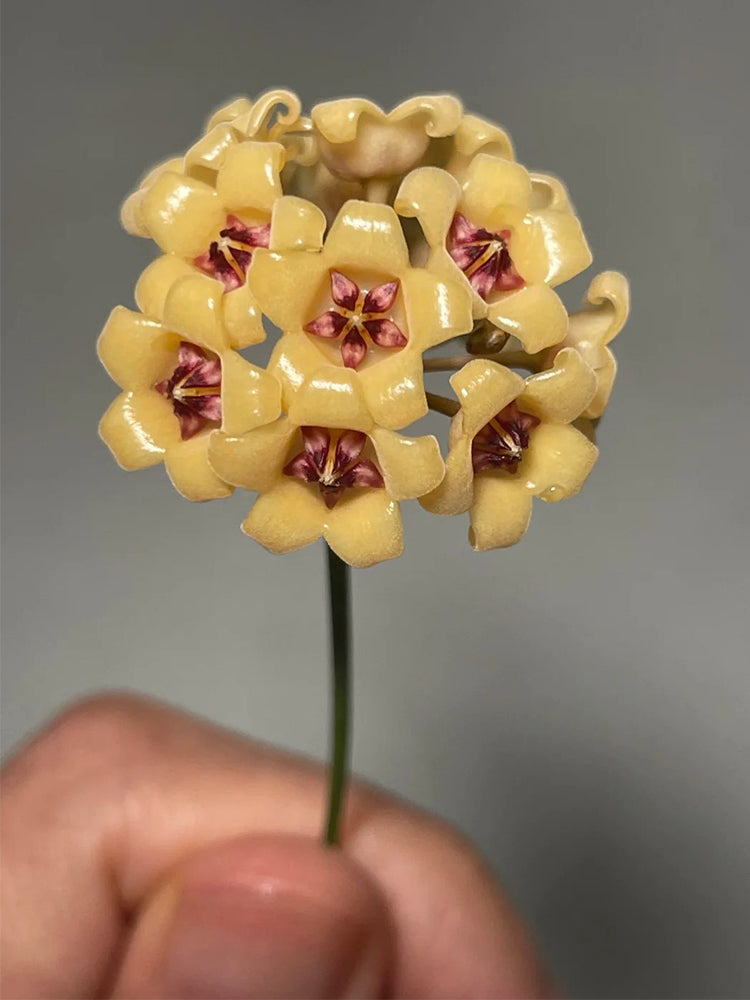 Hoya cutis-Porcelana Unrooted Stem Cuttings
