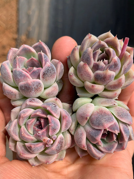 Echeveria cv. 'Purple Fairy'‌