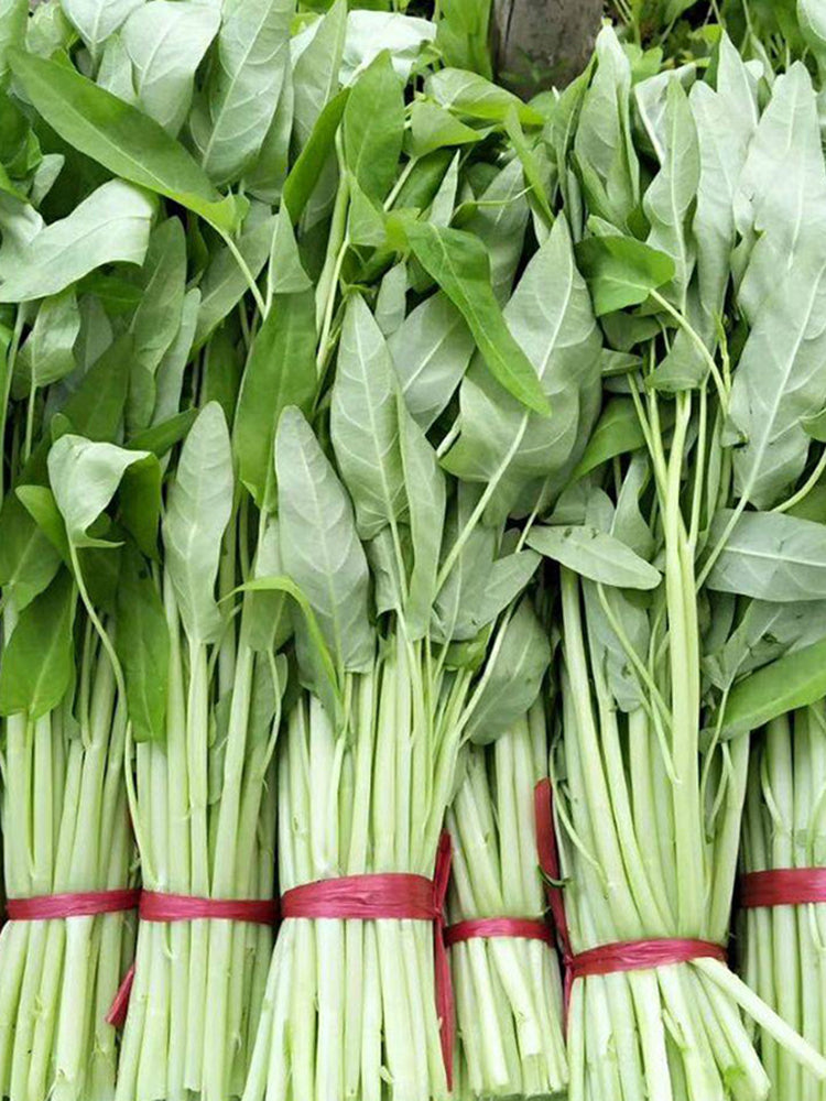 Large-Leaf White-Stem Water Spinach